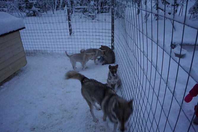 10 km Authentic Husky Safari in the Taiga Forest – Family Kennel - Pickup, timing, and what a 9:00 am start does to your day