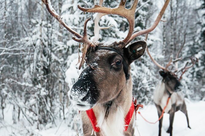 2km Sleigh Ride & Feeding Experience at Traditional Reindeer Farm - Rovaniemi reindeer time that feels personal, not rushed