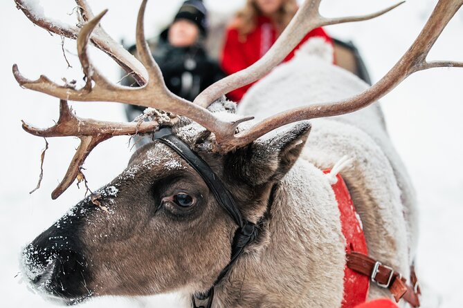 2km Sleigh Ride & Feeding Experience at Traditional Reindeer Farm - Who this tour is best for (and who might want something else)