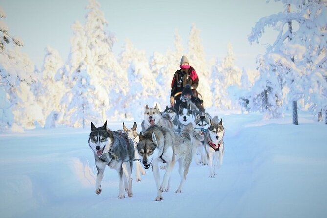 8-10km Husky Ride in the Taiga and Visit Other Farm Animals - Key highlights worth your attention