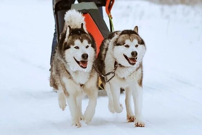 8-10km Husky Ride in the Taiga and Visit Other Farm Animals - Clothes check and safety briefing, why it changes everything