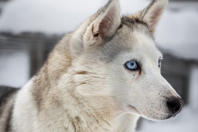 8-10km Husky Ride in the Taiga and Visit Other Farm Animals - Taiga views and the “iced and open” feeling