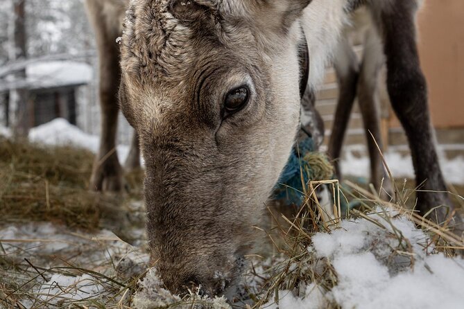 8-10km Husky Ride in the Taiga and Visit Other Farm Animals - More than huskies, meeting reindeer, horses, ducks, sheep, and ponies