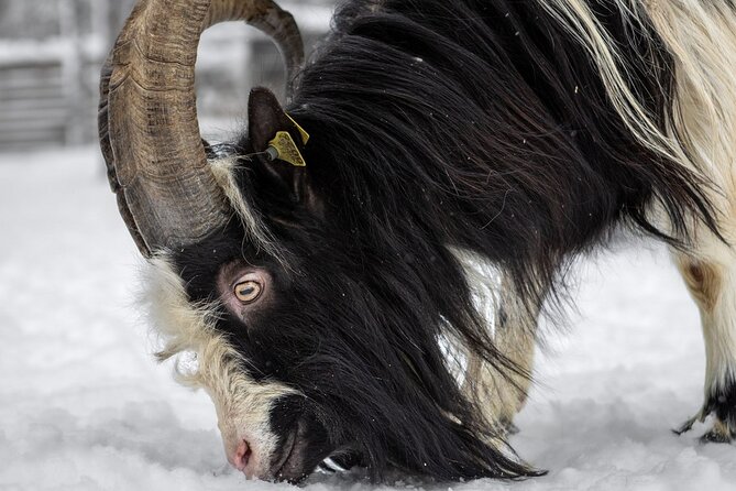 8-10km Husky Ride in the Taiga and Visit Other Farm Animals - Lapish BBQ lunch, simple warmth that hits the spot