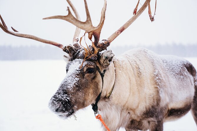 Apukka Reindeer Journey - Key highlights worth knowing