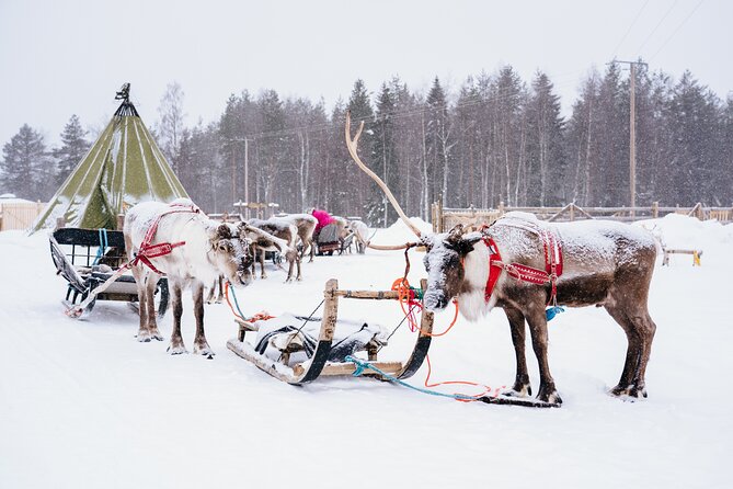 Apukka Reindeer Journey - One thing to consider: resort size and animal welfare questions