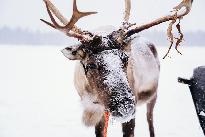 Apukka Reindeer Journey - Who this reindeer safari suits best in Rovaniemi