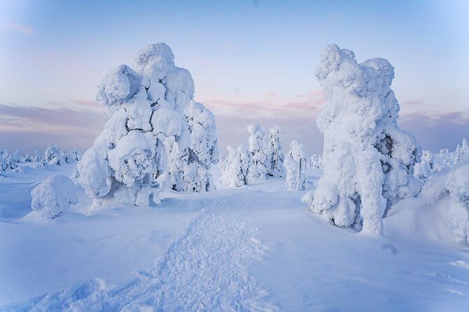 Arctic Adventure through Magical Frozen Forests of Riisitunturi - Campfire Snack, Refreshments, And A Lunch Moment For Questions