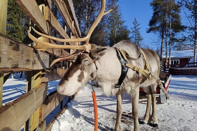 Arctic Animals Adventure with Lunch Buffet - Highlights you’ll actually care about