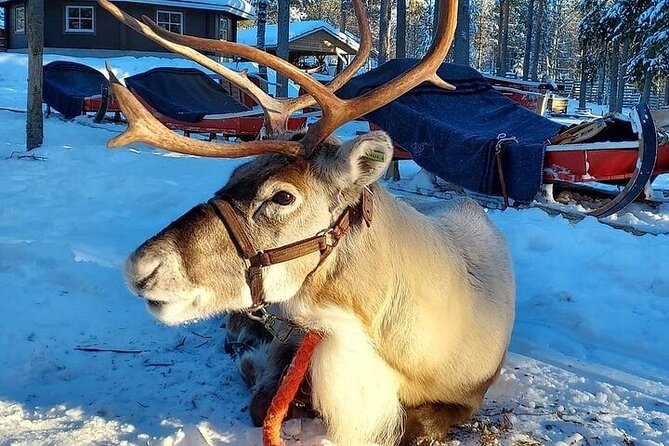 Arctic Animals Adventure with Lunch Buffet - Price and what you’re paying for (and why it’s not just “a zoo ticket”)