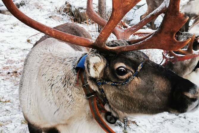 Arctic Animals Adventure with Lunch Buffet - Morning on the Arctic farm: Kota cookies, blueberry juice, and sleigh rides
