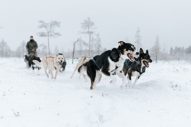 Arctic Animals Adventure with Lunch Buffet - Ranua Wildlife Park: what to expect in a winter spotting window