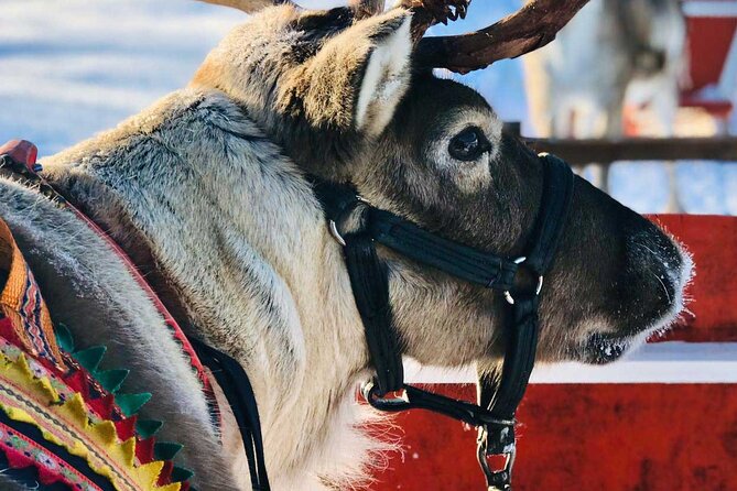Arctic Animals Adventure with Lunch Buffet - Guides, comfort, and why the small group size matters