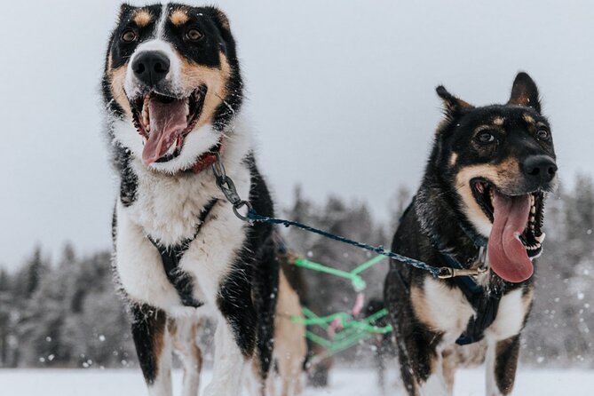 Arctic Animals Adventure with Lunch Buffet - What’s included, what isn’t, and how to plan your day