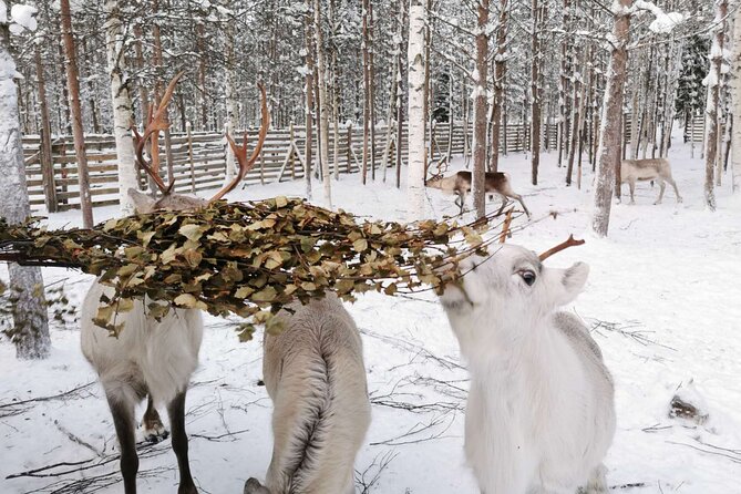 Arctic Animals Adventure with Lunch Buffet - Getting there from Santa’s Hotel Santa Claus, and staying on schedule