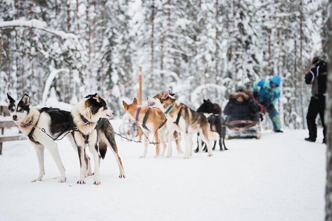 Arctic Circle Highlights Family Day - Pickup in Rovaniemi, Winter Clothes, and the Pace That Works for Kids