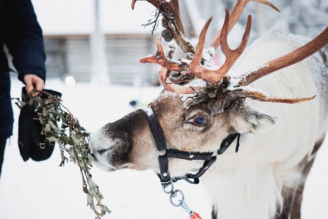 Arctic Circle Highlights Family Day - Husky Sled and Reindeer Sleigh Rides: Two Ways to Experience the Same Snow