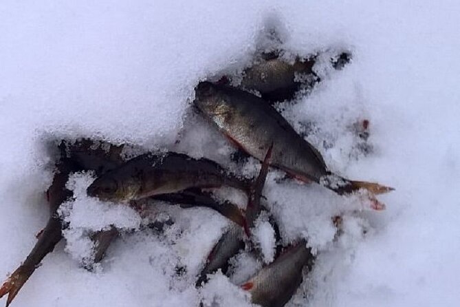 Arctic Day with Ice Fishing and Floating - Hotel pickup in Rovaniemi, timing, and winter reality