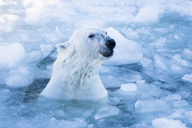 Arctic Polar Bear Adventure with Lunch in Rovaniemi! - Ranua Zoo from Rovaniemi: why this works so well