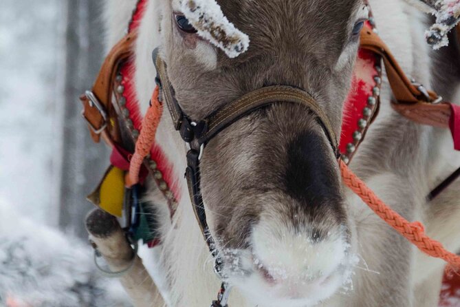 Authentic Reindeer Farm Experience in Rovaniemi - Morning Reindeer Feeding Outside Rovaniemi, Not a Photo-Stop