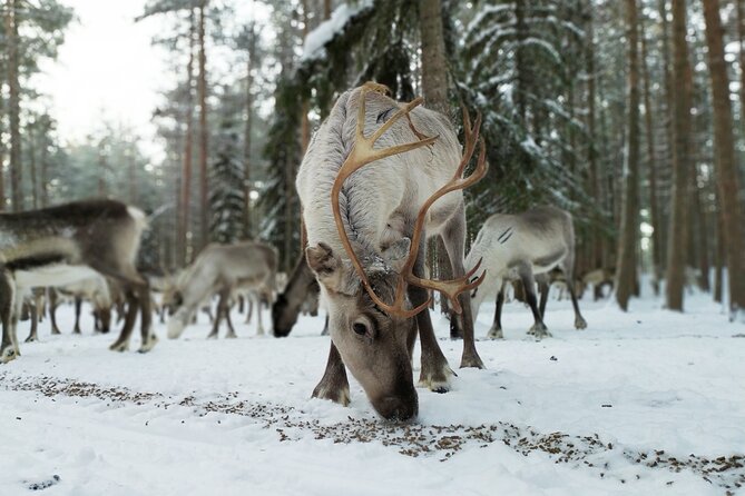 Authentic Reindeer Farm Experience in Rovaniemi - Meet the Herders and Learn Lapland Reindeer Farming the Working Way