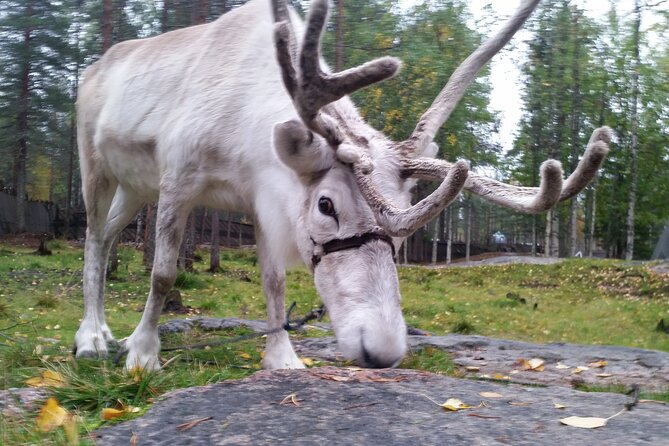 Authentic Reindeer Farm Experience in Rovaniemi - Price and Value: What $120.15 Buys in 2 Hours