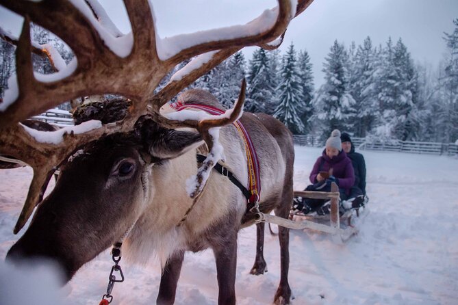 Authentic Reindeer Farm Experience in Rovaniemi - Who This Reindeer Visit Fits Best, and Who Might Want Something Else