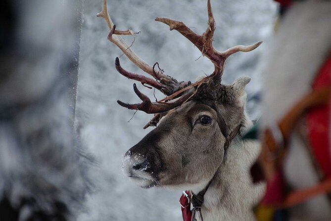 Authentic Reindeer Farm Experience in Rovaniemi - Should You Book This Rovaniemi Reindeer Farm Morning Session?