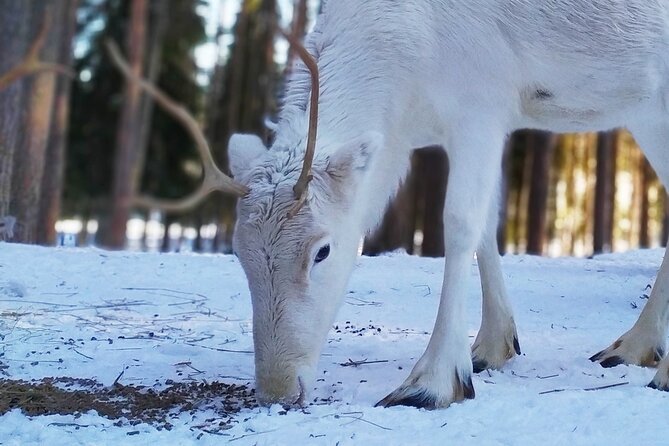 Authentic Reindeer Farm Experience in Rovaniemi - Tea and Biscuits in a Traditional Hut, Then Back to Rovaniemi