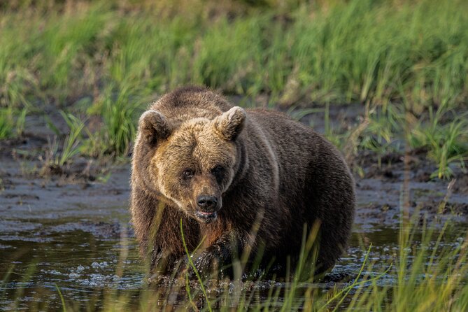 Bear and Arctic Animals 2 Day Trip from Rovaniemi - Key highlights you should not skip
