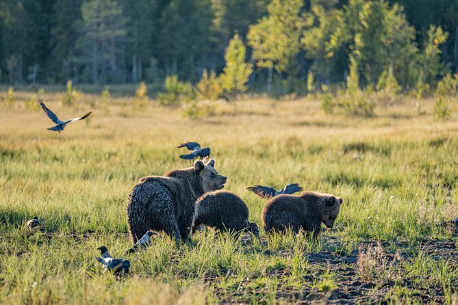 Bear and Arctic Animals 2 Day Trip from Rovaniemi - Price and logistics: what $939.94 really includes