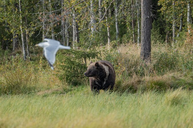 Bear and Arctic Animals 2 Day Trip from Rovaniemi - Kuusamo bear hide: the real centerpiece of the trip