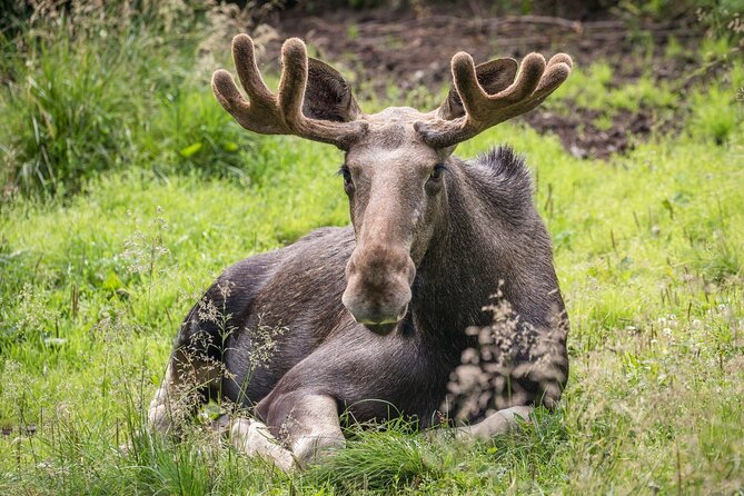 Bear and Arctic Animals 2 Day Trip from Rovaniemi - Day 2 Ranua Wildlife Park: a strong follow-up after the wild night