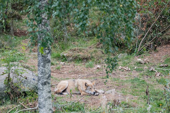 Bear and Arctic Animals 2 Day Trip from Rovaniemi - How guides shape the experience (and why it matters)