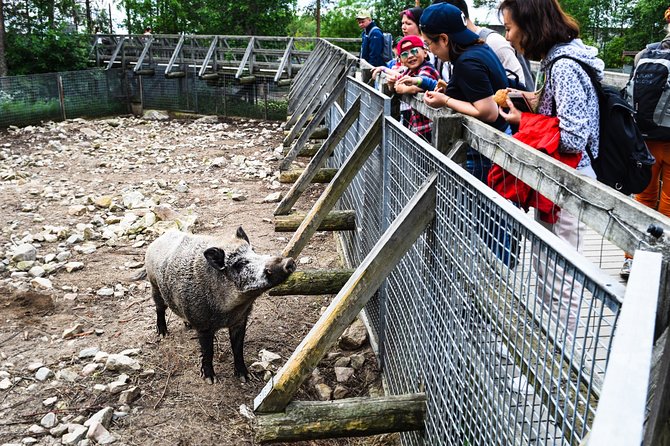 Day Trip to Ranua Arctic Wildlife Park from Rovaniemi - Why Ranua Zoo makes a strong Rovaniemi day trip