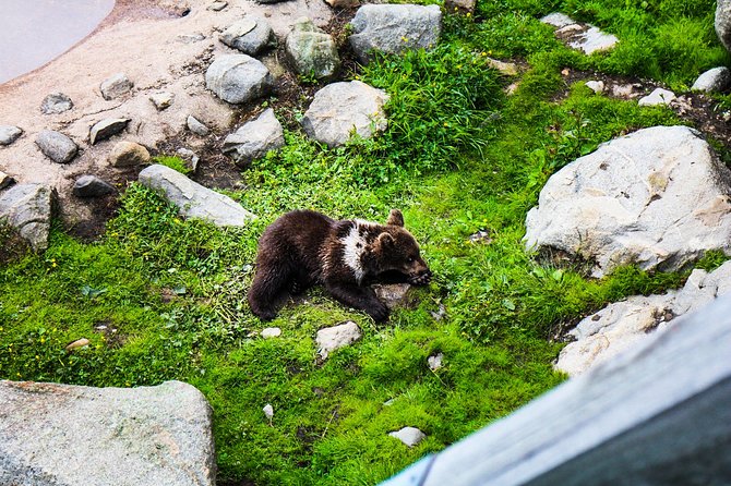 Day Trip to Ranua Arctic Wildlife Park from Rovaniemi - The ride through Lapland: a nature stop and reindeer time