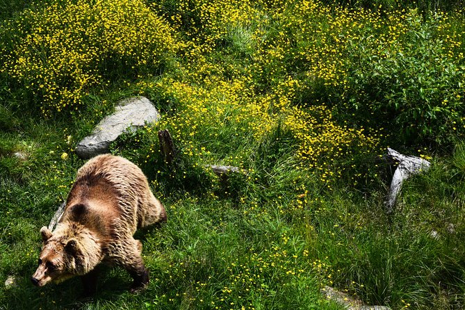 Day Trip to Ranua Arctic Wildlife Park from Rovaniemi - Ranua Zoo at your pace: how to plan your time inside