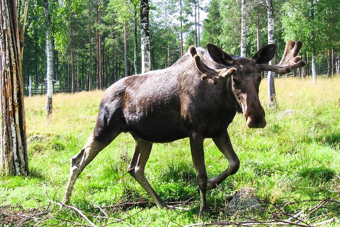 Day Trip to Ranua Arctic Wildlife Park from Rovaniemi - Animals you can focus on: brown bears, wolves, and birds