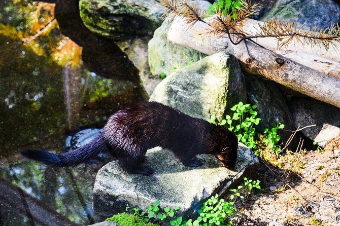 Day Trip to Ranua Arctic Wildlife Park from Rovaniemi - The Lapland Welcome start: where your winter gear and timing get handled