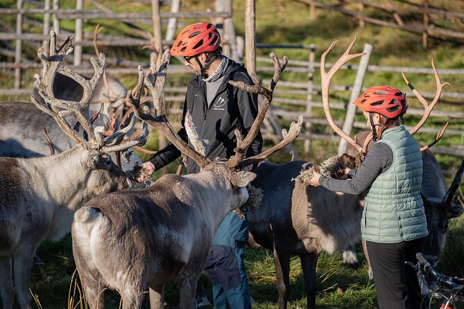 Electric Fatbike Trip to the Reindeer Farm - Reindeer Farm Time: Warm Welcome, Feeding, and Local Stories