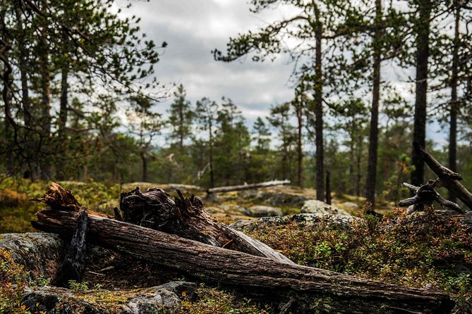 Explore the Wilderness (Summer & Autumn) - A pro-led photo outing in the Lappish wild, timed for real results