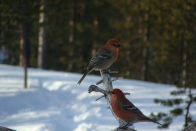 Explore Winter Woods: Snowshoe walk with local Biologist