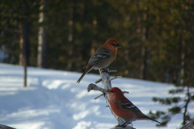 Explore Winter Woods: Snowshoe walk with local Biologist - Your 2.5-Hour Walk: Timing, Pace, and Group Size Reality
