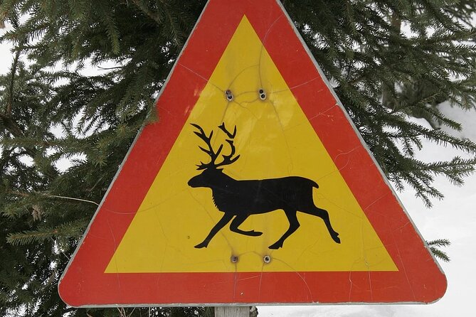Forest Trail Reindeer Safari - What you’ll actually do on the forest trail in Rovaniemi