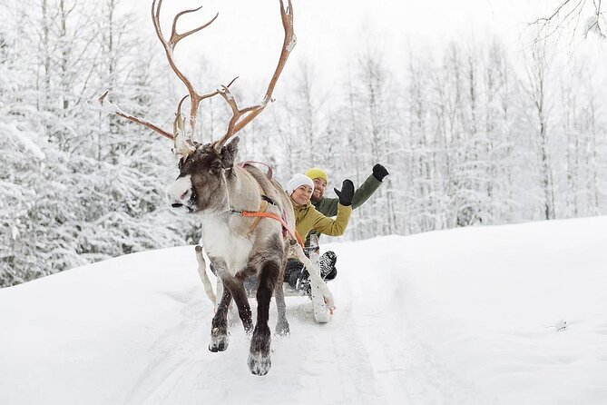 Forest Trail Reindeer Safari - Feeding and learning from herders, with guides who keep it clear