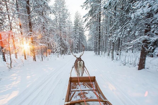 Forest Trail Reindeer Safari - Duration, group size, and who can join