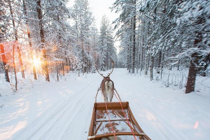 Forest Trail Reindeer Safari - Price and value: is $225.18 a fair deal?
