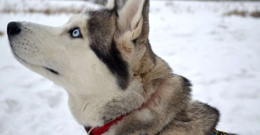 From Rovaniemi: 5km Husky Sleigh Ride - From Rovakatu pickup to the husky farm, the smooth part of the day