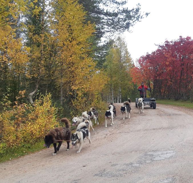 From Rovaniemi: Autumn Husky Safari Adventure - Autumn Husky Safari From Rovaniemi: What Makes This One Work