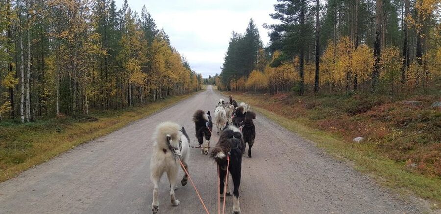 From Rovaniemi: Autumn Husky Safari Adventure - On the Way to the Husky Farm: Countryside Views and Lapland Moments